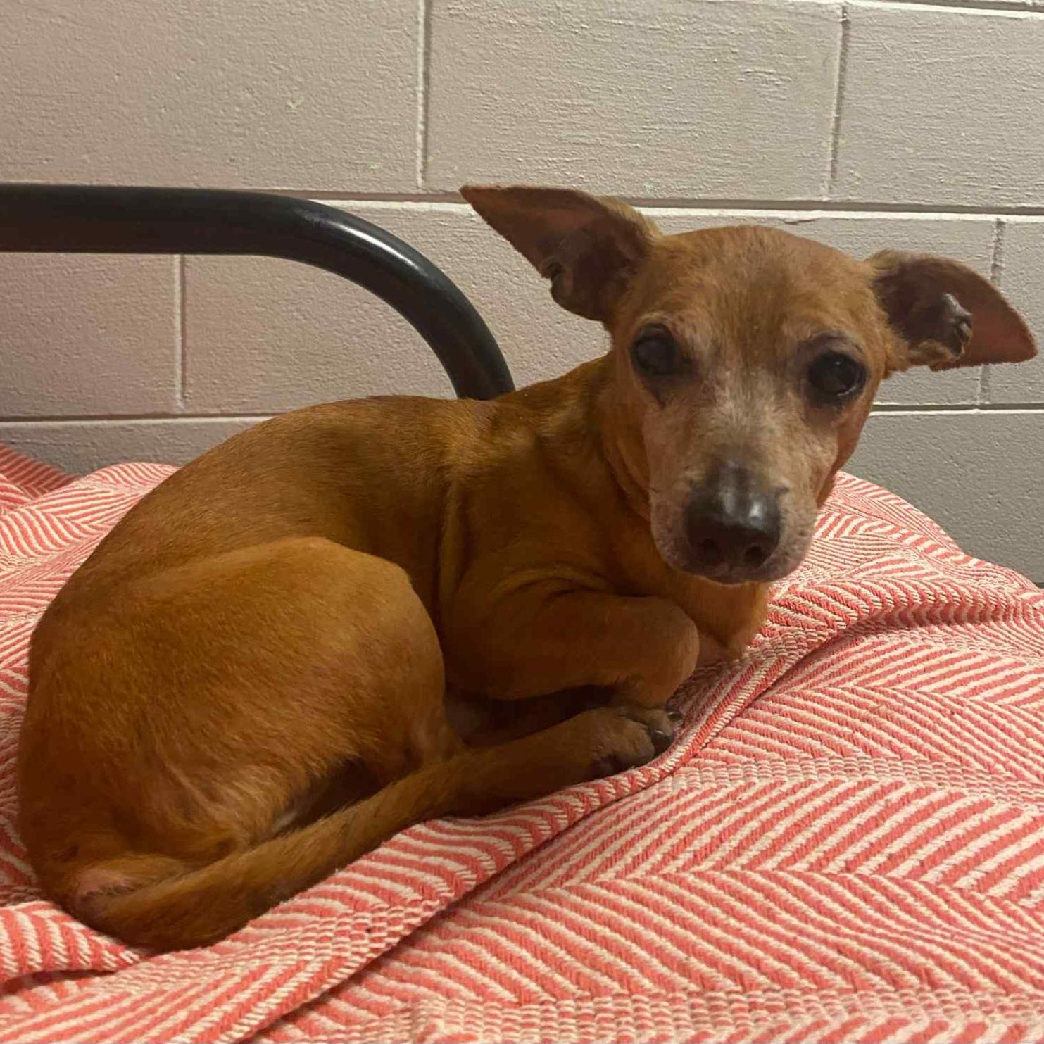 Enlarge Chick-fil-A Sauce, a Adoptable mixed breed in Normal, IL image 5/6