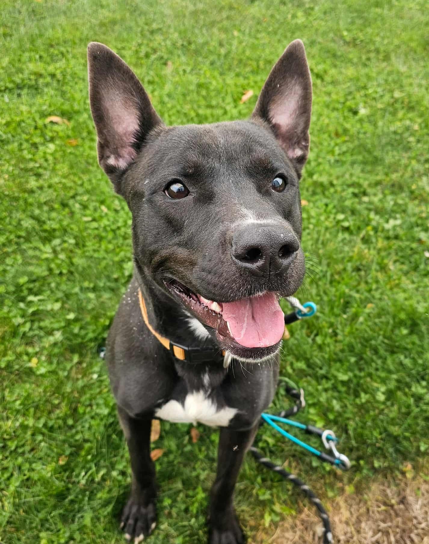 Atticus, ADOPTABLE, Adult Male German Shepherd Dog & Australian Cattle Dog / Blue Heeler.