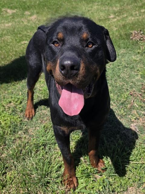 BUBBA, Adoptable, Adult Male Rottweiler.