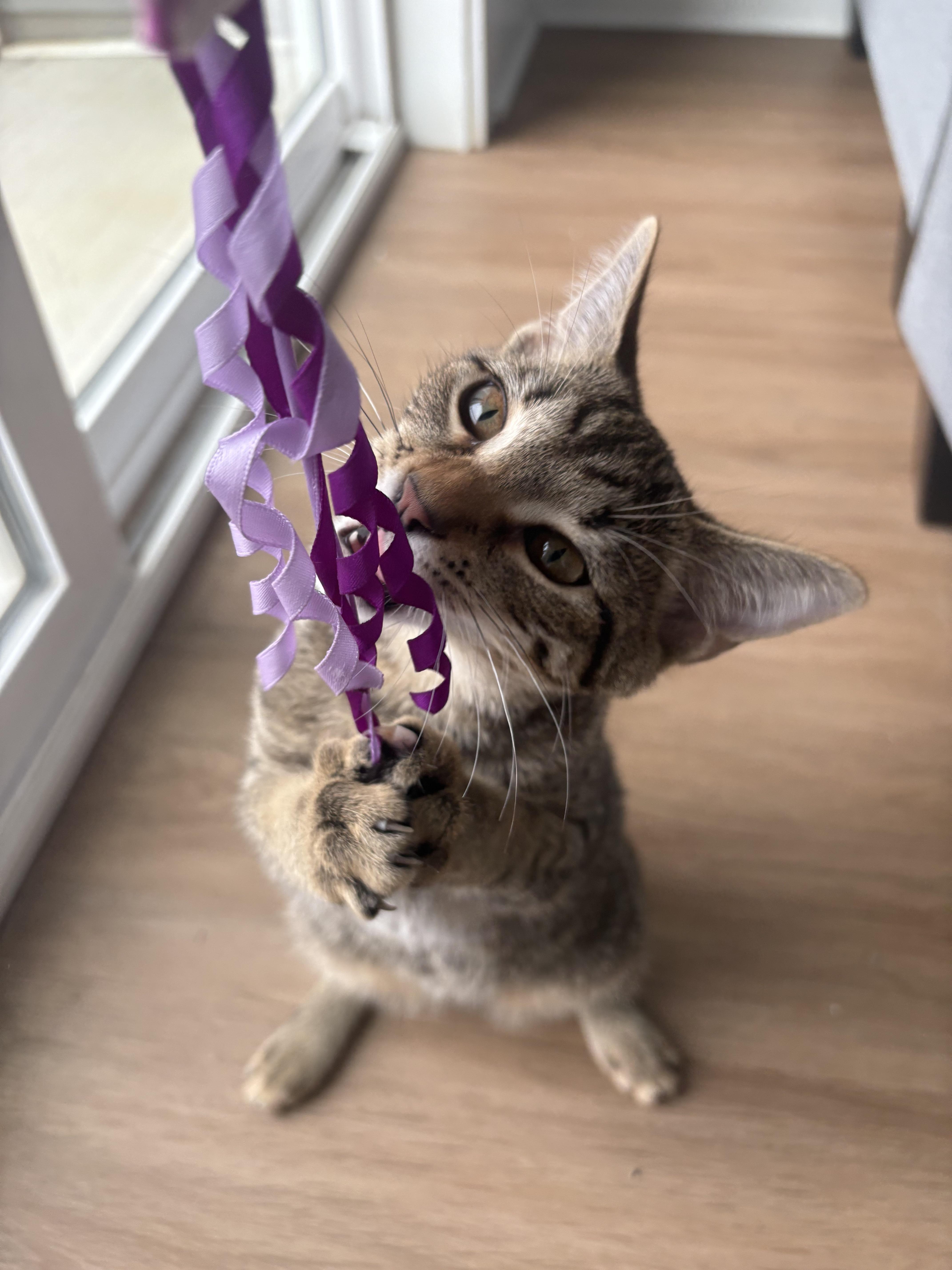 Mariel, a Adoptable Domestic Short Hair in Nashville, TN image 6/6