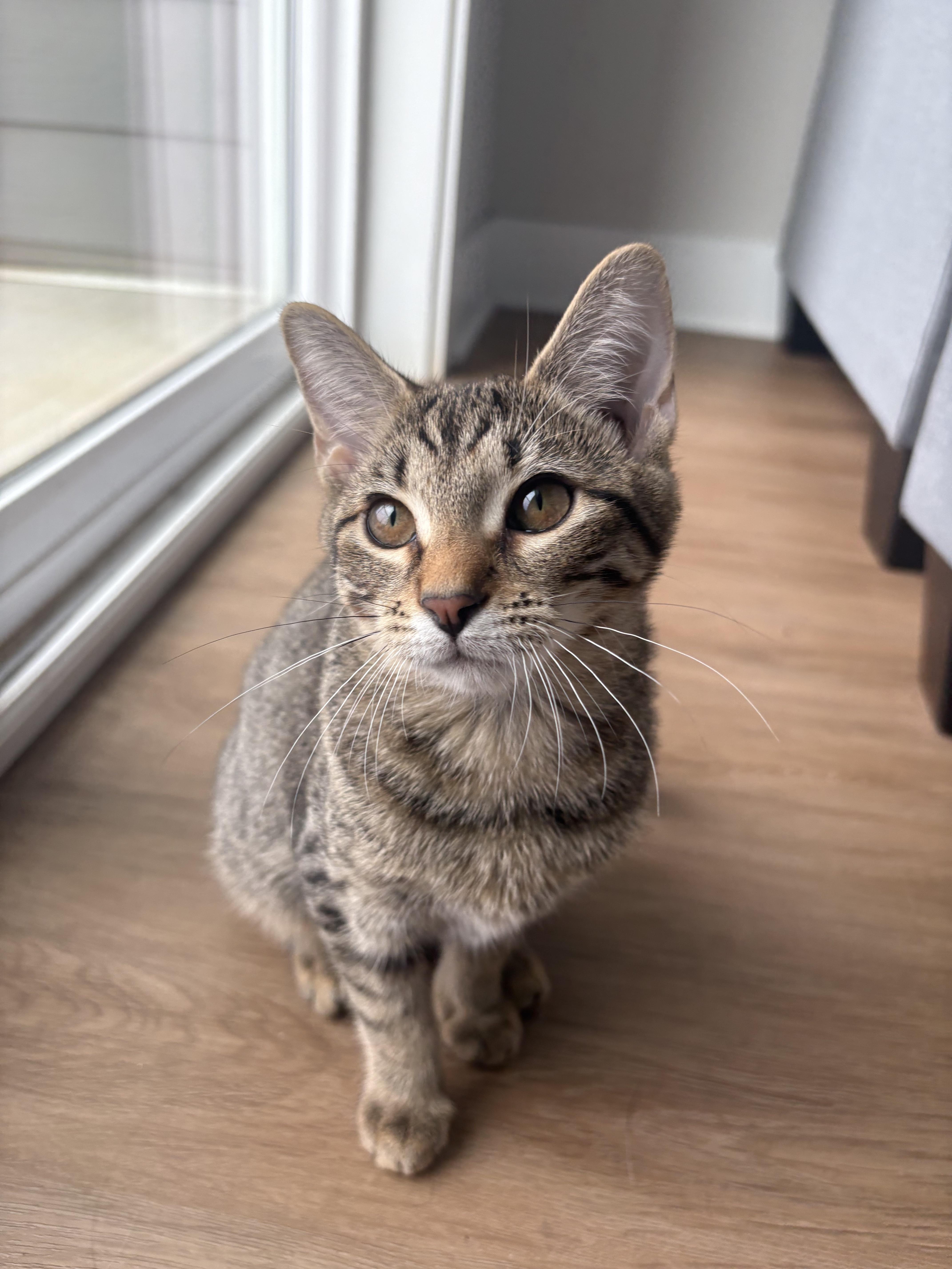 Mariel, a Adoptable Domestic Short Hair in Nashville, TN image 3/6