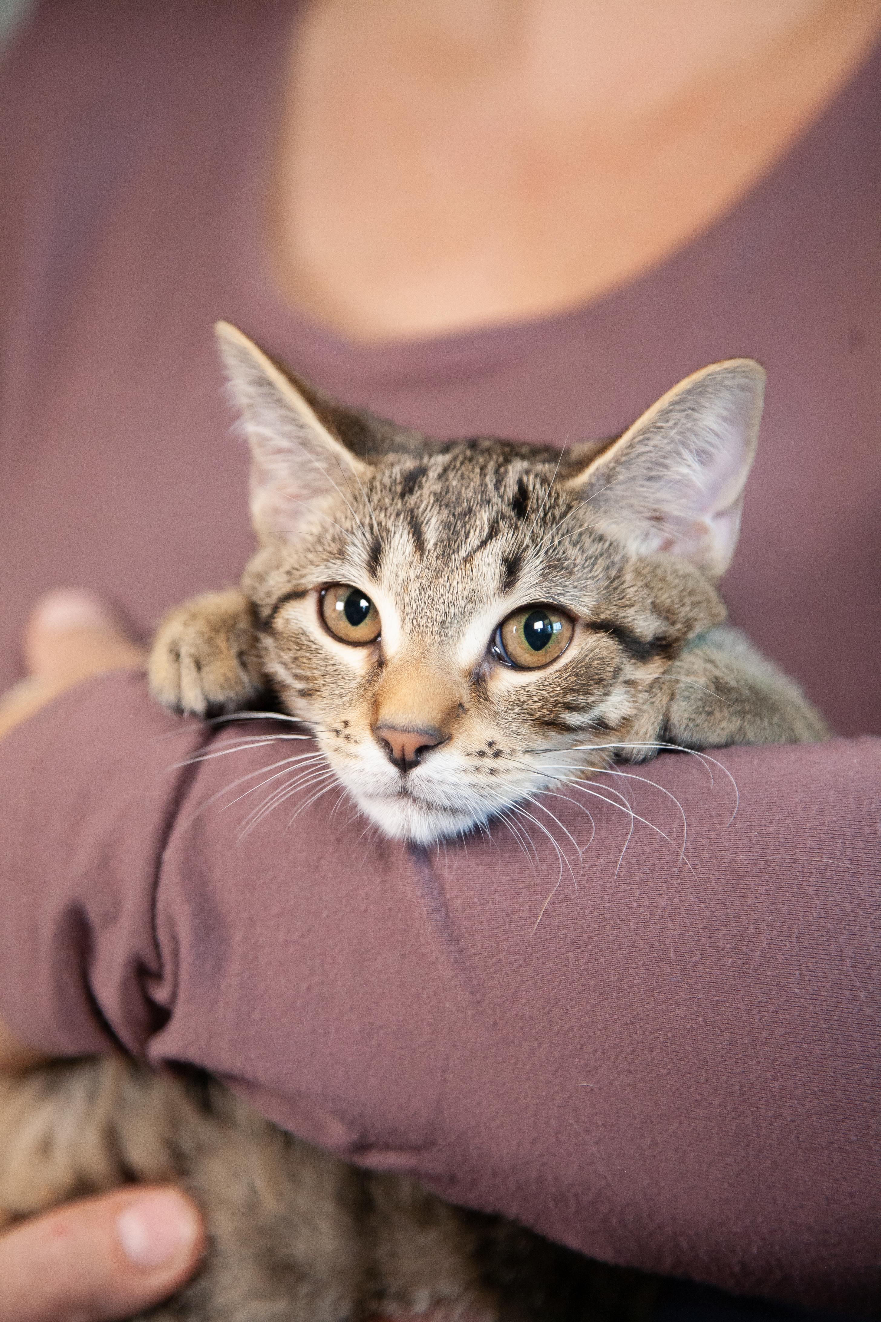 Mariel, a Adoptable Domestic Short Hair in Nashville, TN image 4/6