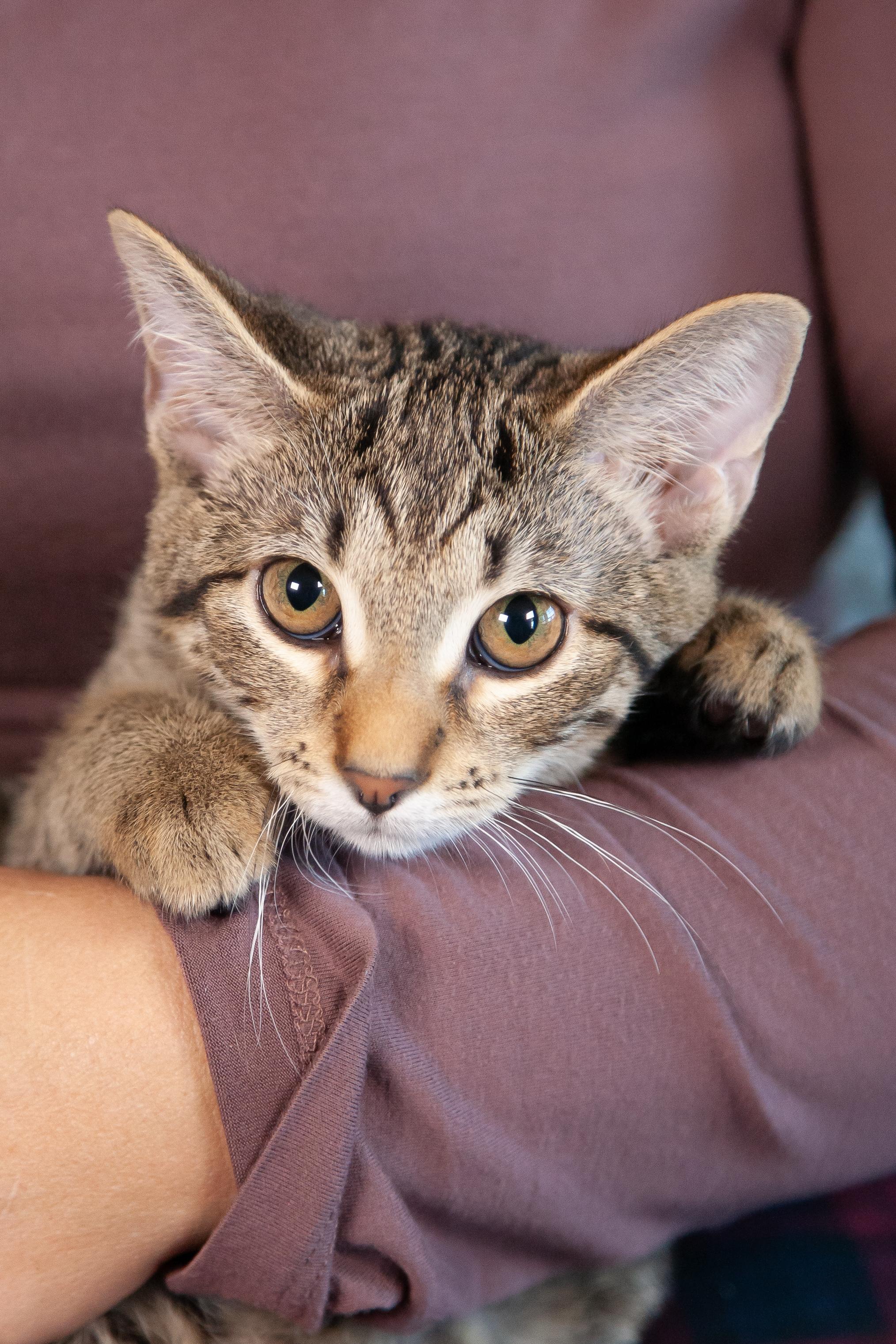Mariel, a Adoptable Domestic Short Hair in Nashville, TN image 2/6
