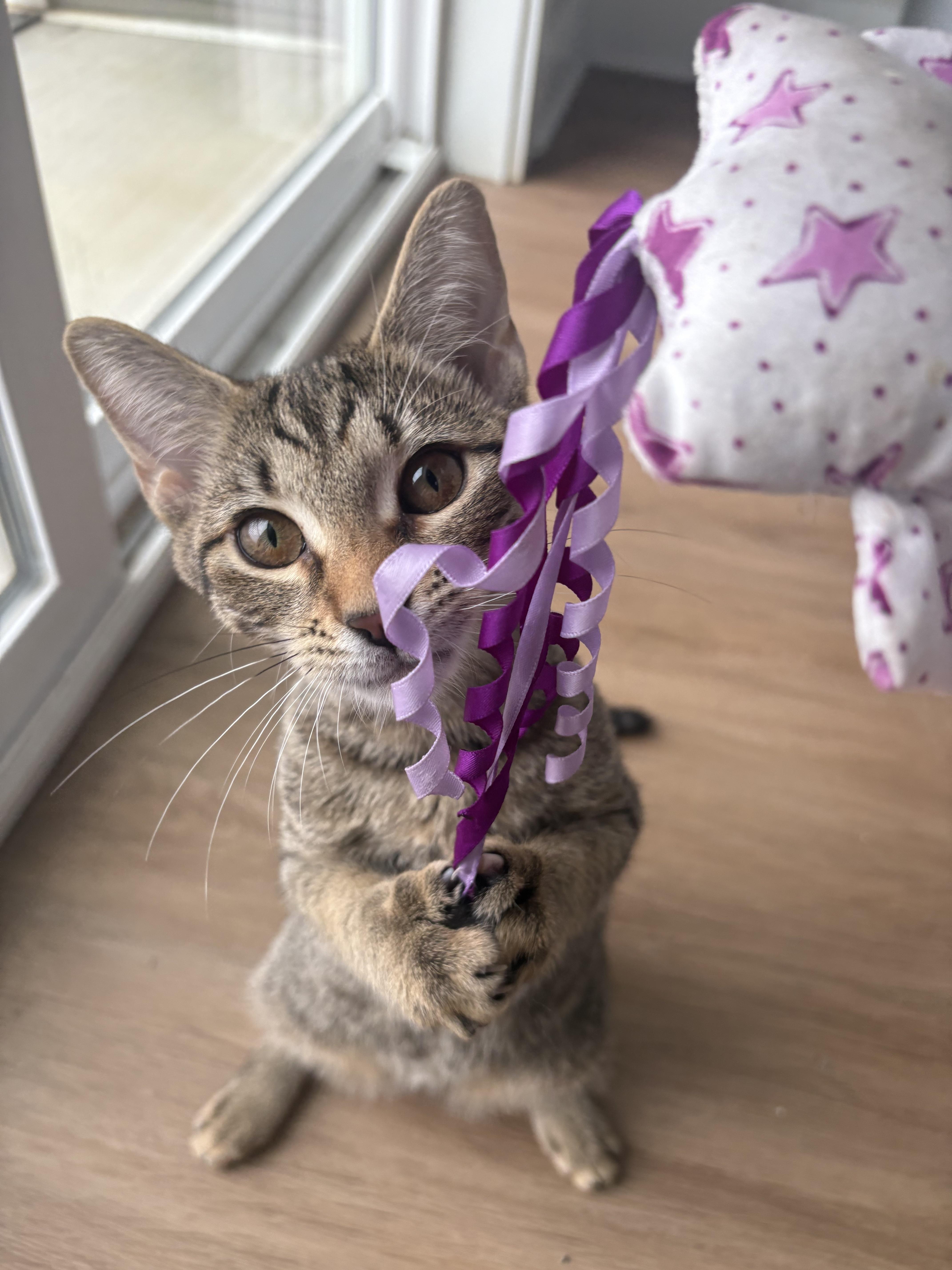 Mariel, Adoptable, Young Female Domestic Short Hair.