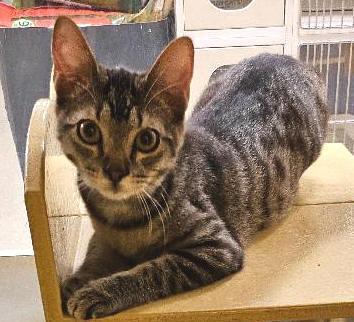 Enlarge Cameron, a Adoptable Tabby in Tulsa, OK image 2/2