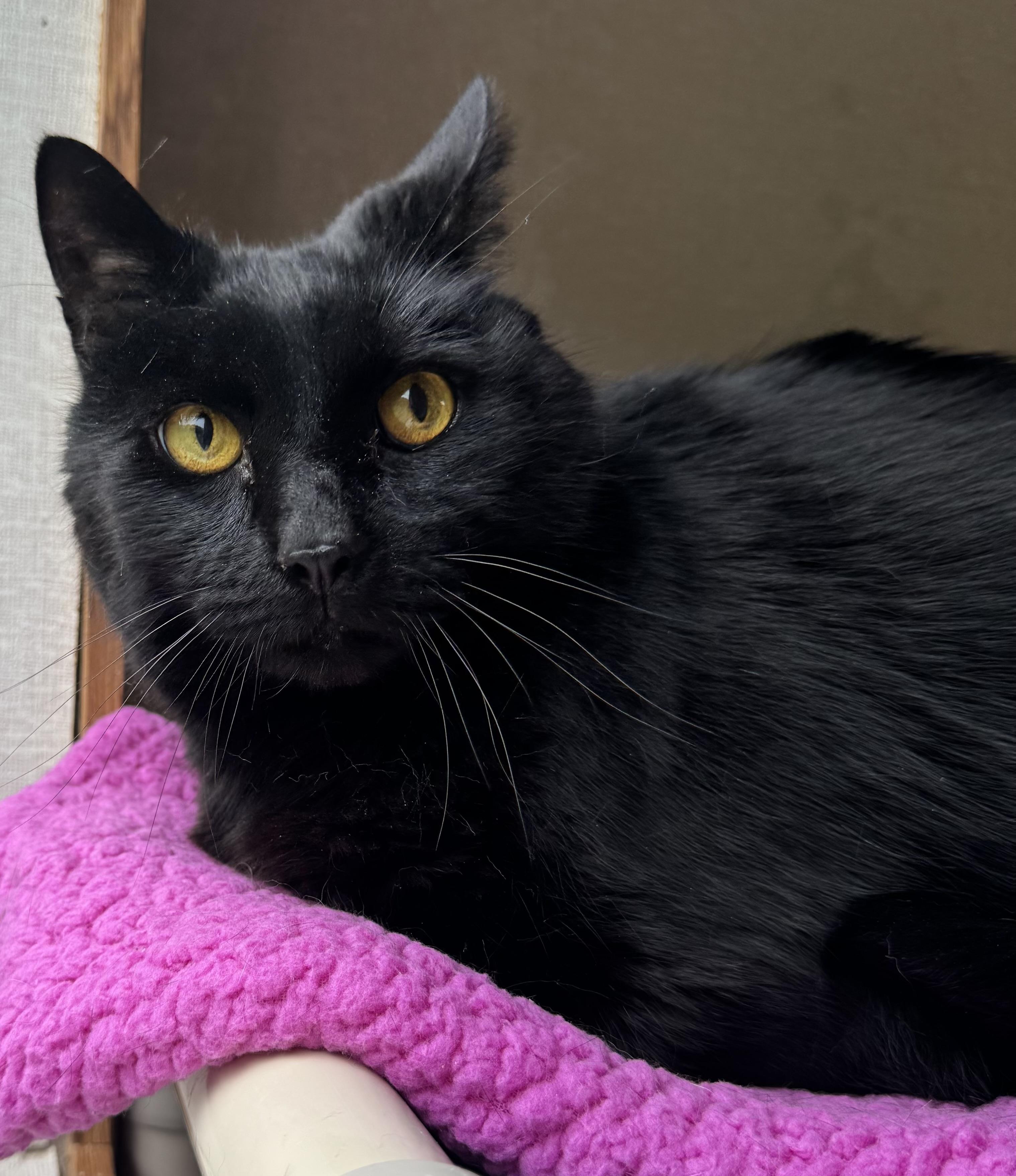 Cooper, a ADOPTABLE mixed breed in Salem, NH image 2/3