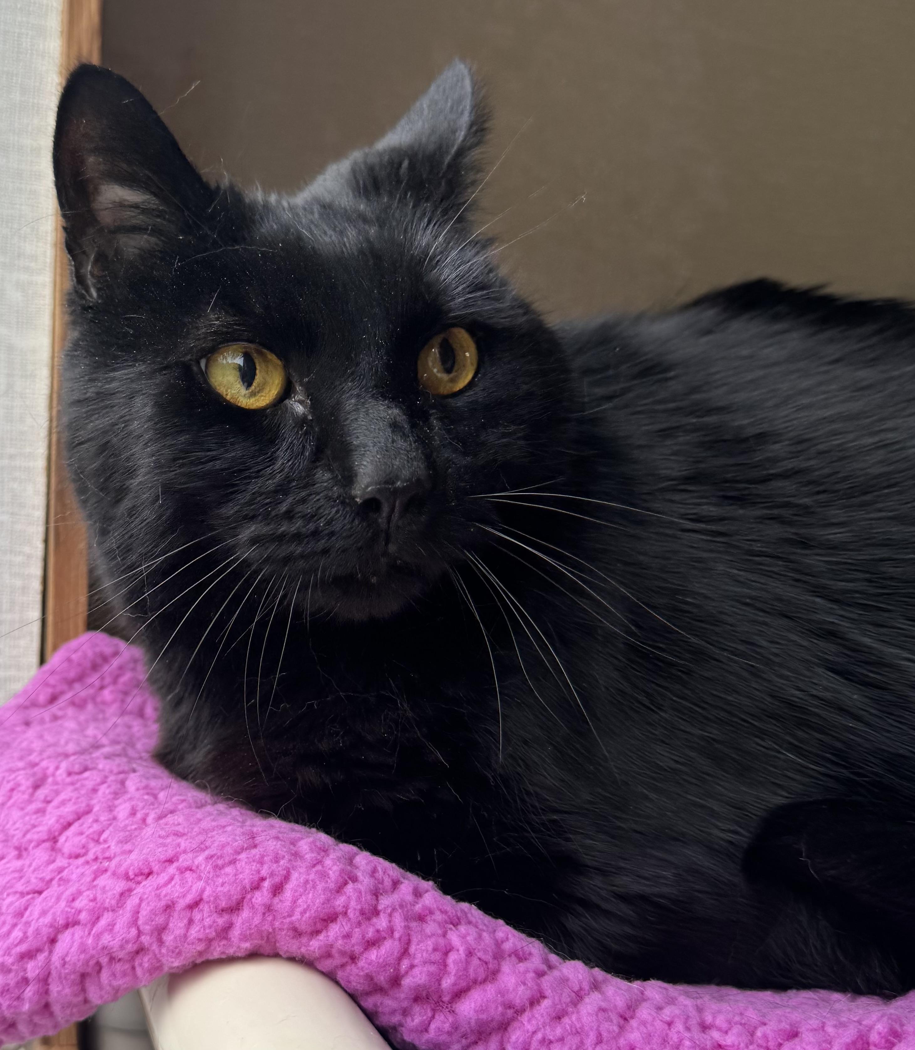 Cooper, a ADOPTABLE mixed breed in Salem, NH image 3/3