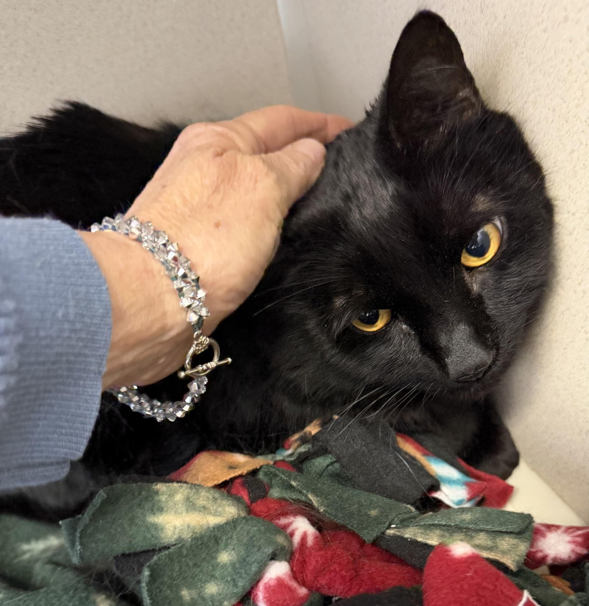 Cooper, ADOPTABLE, Senior Male Domestic Short Hair.