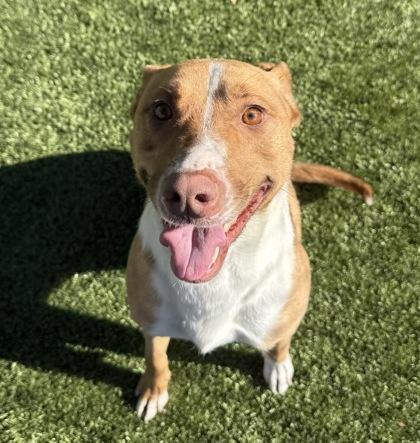 Cherry, Adoptable, Adult Female Pit Bull Terrier & Mixed Breed.