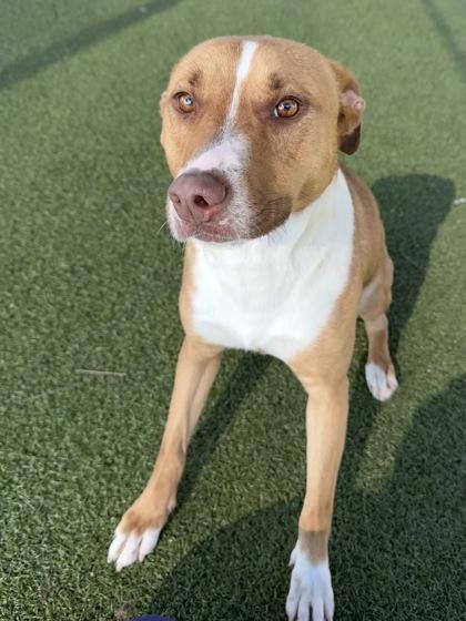 Cherry Blossom, Adoptable, Adult Female Pit Bull Terrier & Mixed Breed.