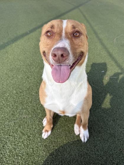 Enlarge Cherry Blossom, a Adoptable mixed breed in Grapevine, TX image 2/3