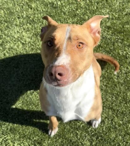 Cherry, a Adoptable mixed breed in Grapevine, TX image 2/2