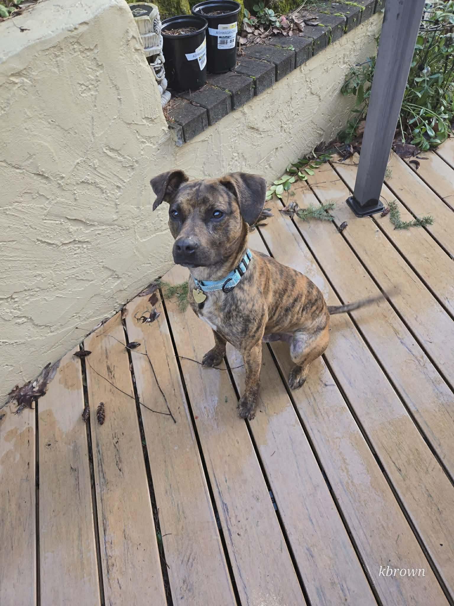 Enlarge Herbie, an adopted Mixed Breed in Vancouver, WA image 2/6