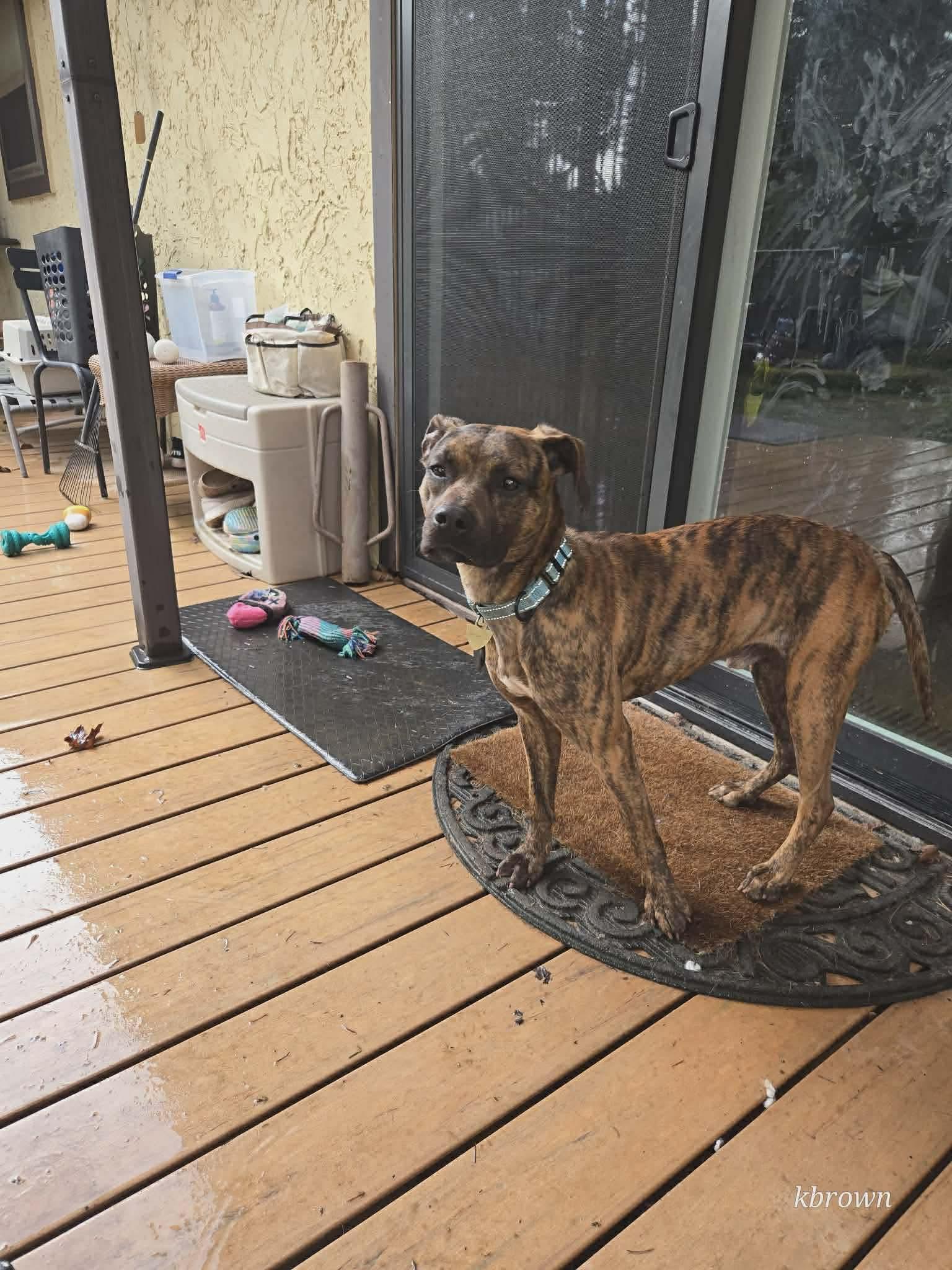 Enlarge Herbie, an adopted Mixed Breed in Vancouver, WA image 3/6