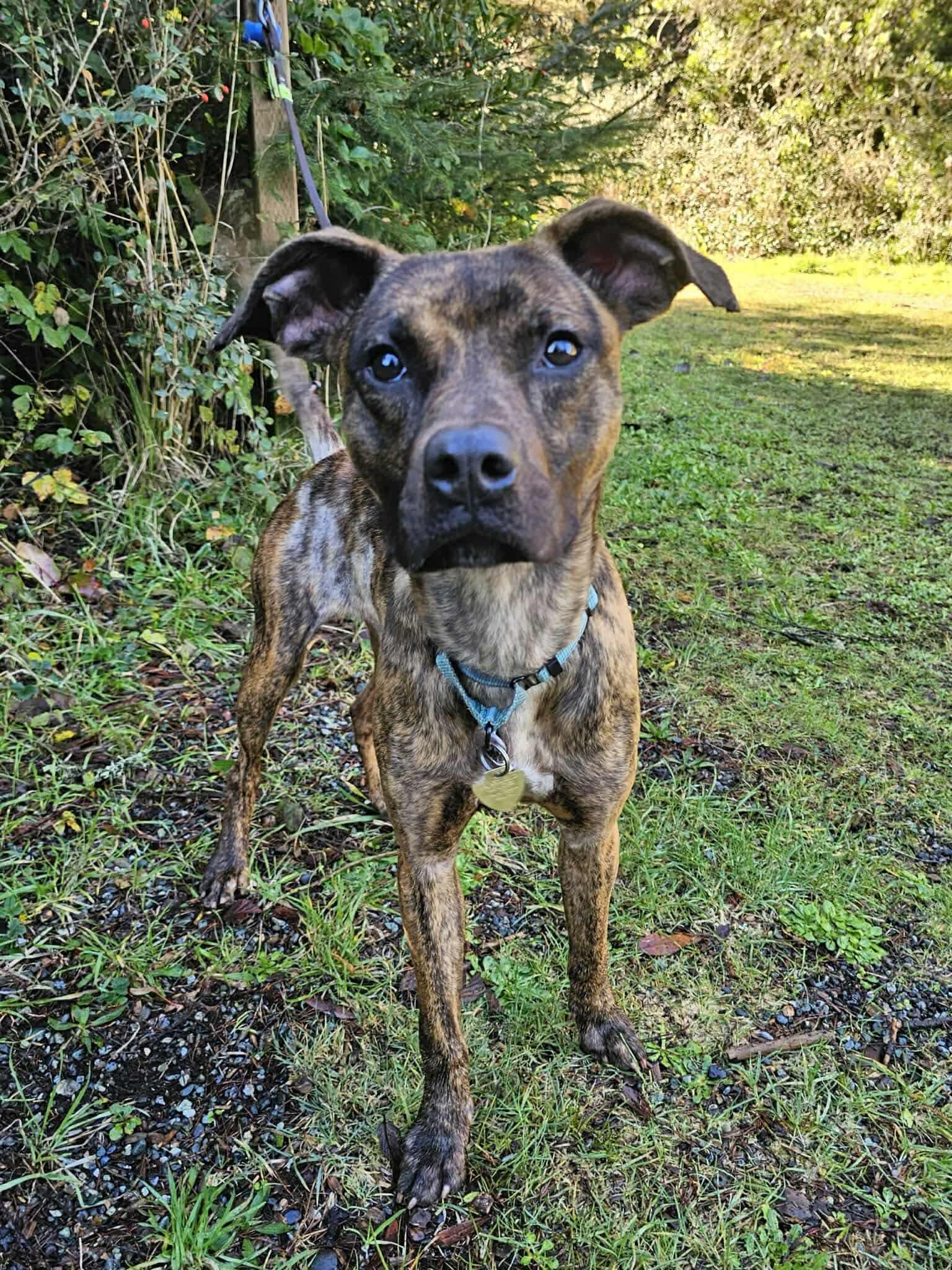 Enlarge Herbie, an adopted Mixed Breed in Vancouver, WA image 4/6