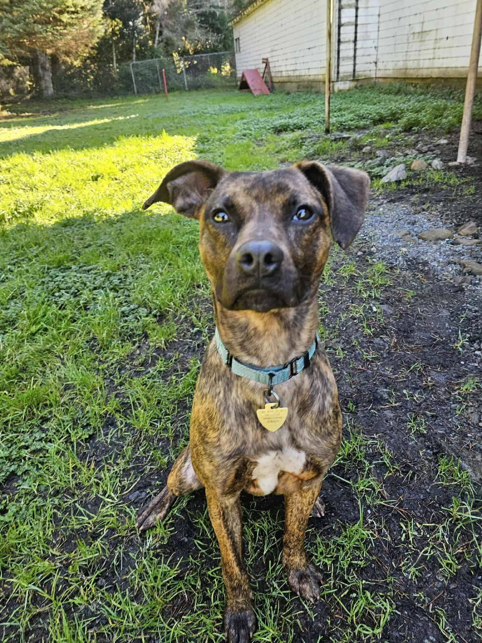 Enlarge Herbie, an adopted Mixed Breed in Vancouver, WA image 6/6