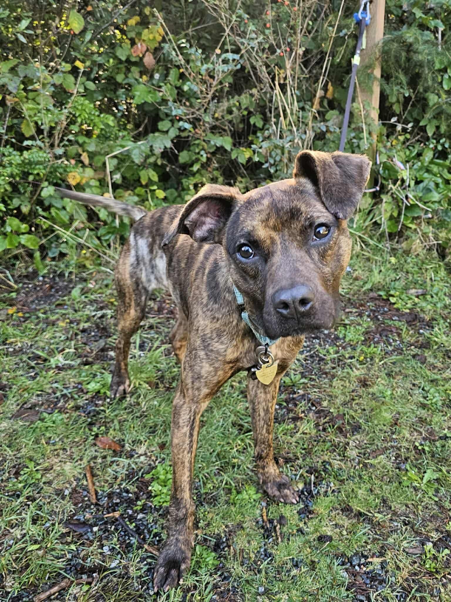 Enlarge Herbie, an adopted Mixed Breed in Vancouver, WA image 5/6