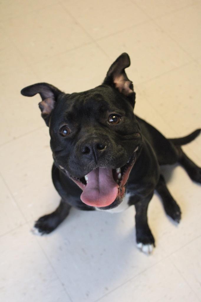 Enlarge Stella, a Adoptable mixed breed in Morgantown, KY image 1/1