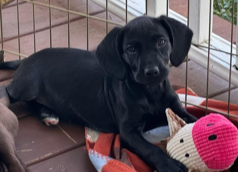 Dolcita, Adoptable, Puppy Female Boykin Spaniel.