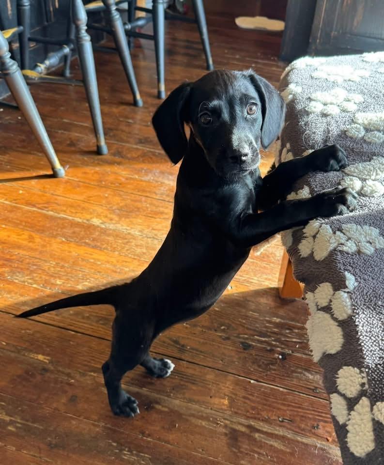 Enlarge Dolcita, a Adoptable Boykin Spaniel in Berlin, NJ image 2/3