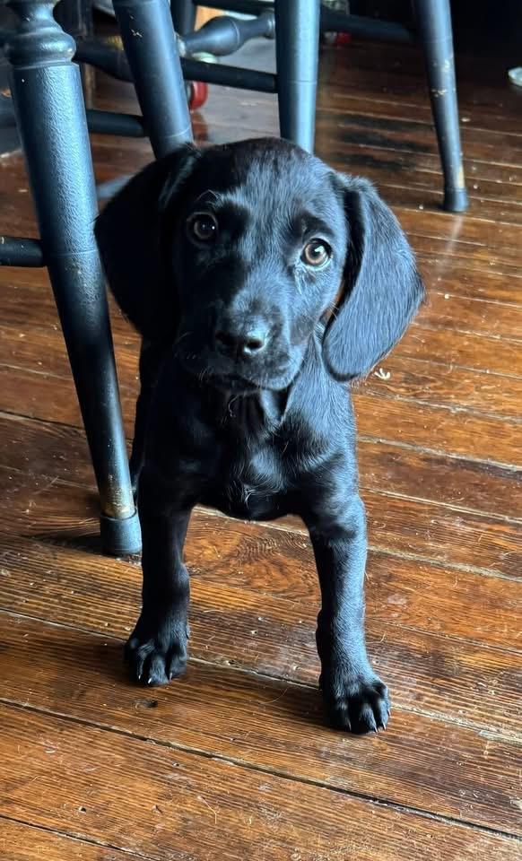 Enlarge Dolcita, a Adoptable Boykin Spaniel in Berlin, NJ image 3/3
