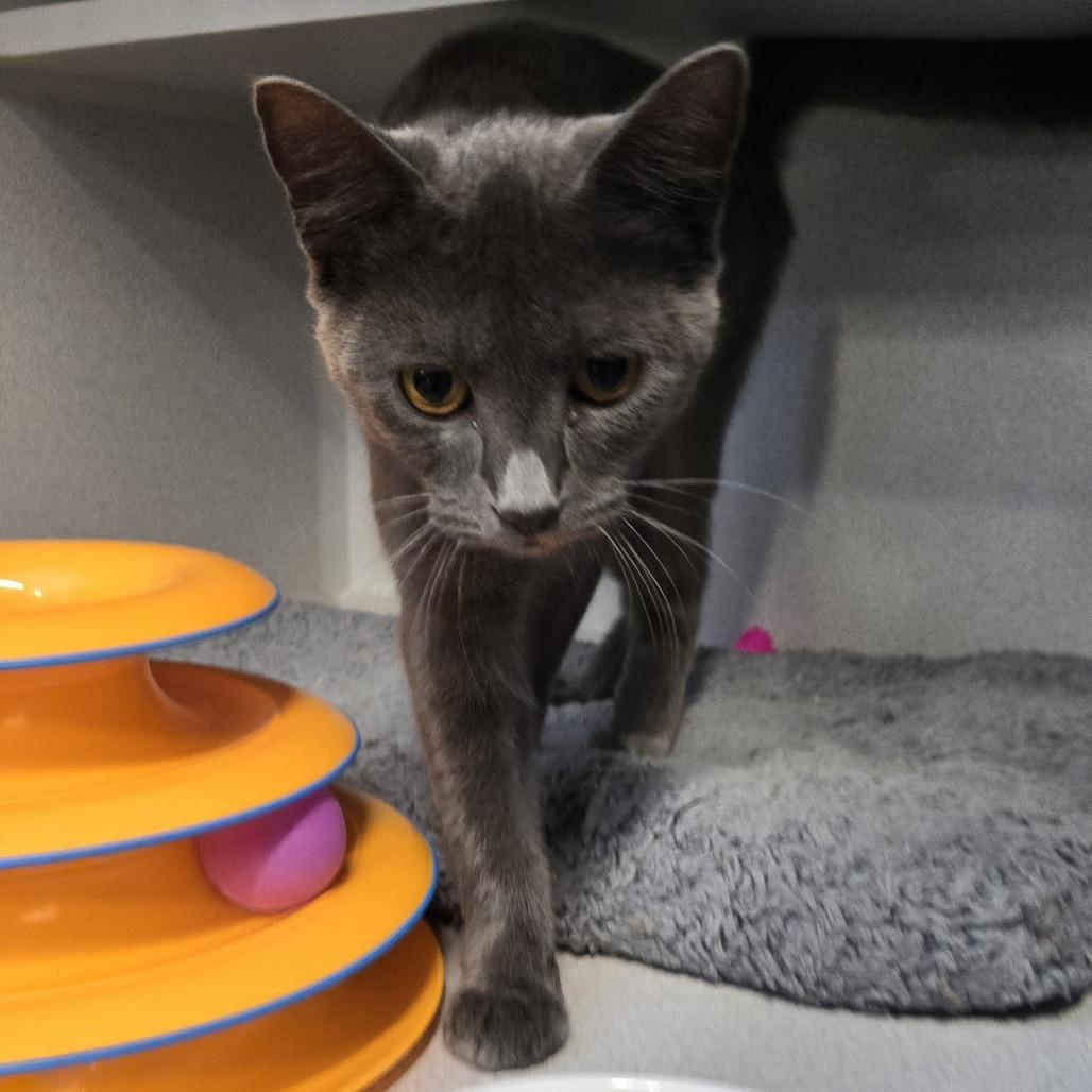 Cookie, Adoptable, Young Female Domestic Short Hair.