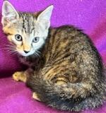 Enlarge Rigatoni, a Adoptable Domestic Short Hair in Dacula, GA image 2/2