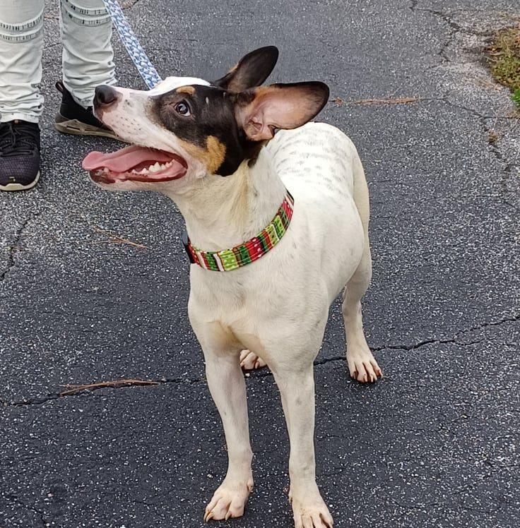 Bailey, Adopted, Adult Female Rat Terrier.