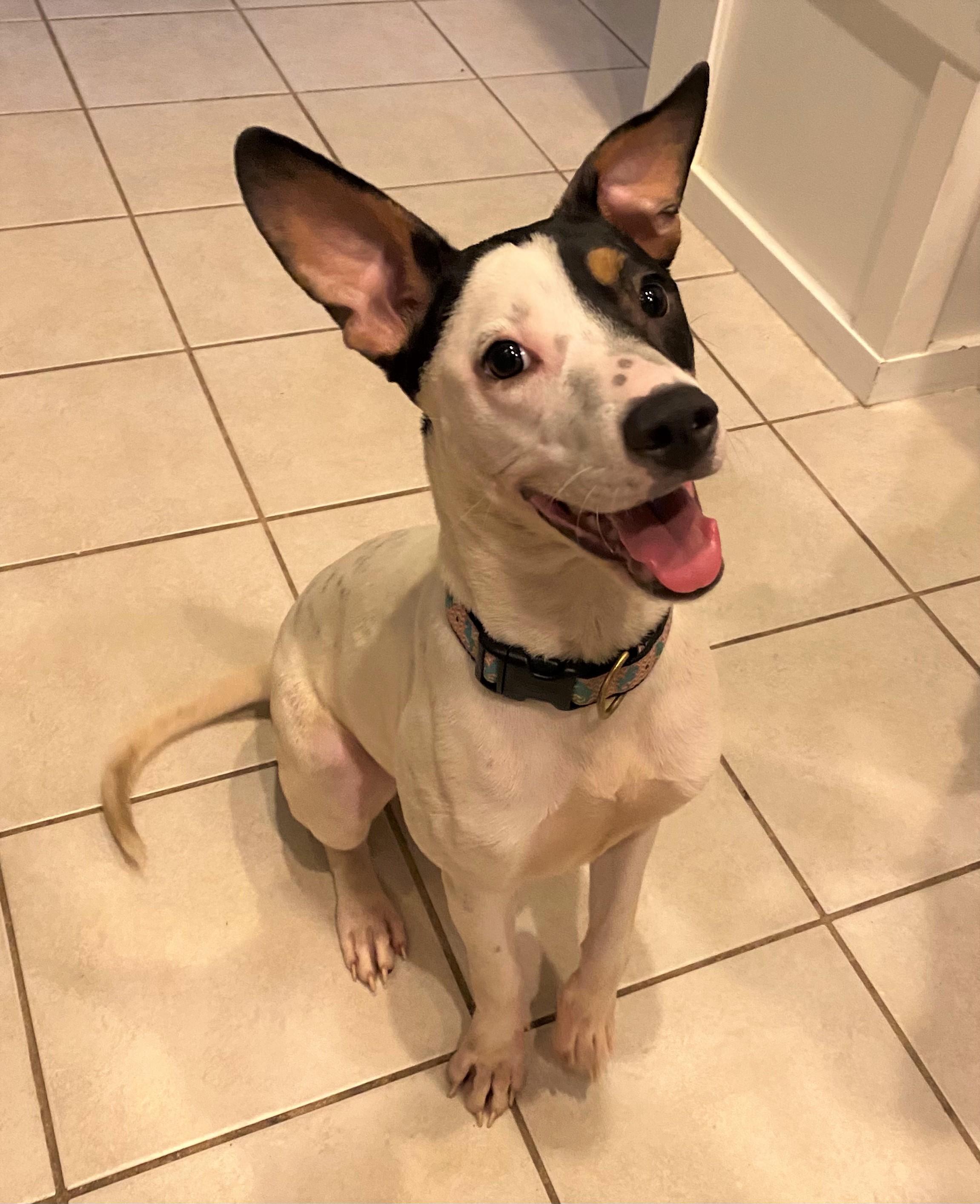 Enlarge Bailey, a Adopted mixed breed in Bradenton, FL image 5/6