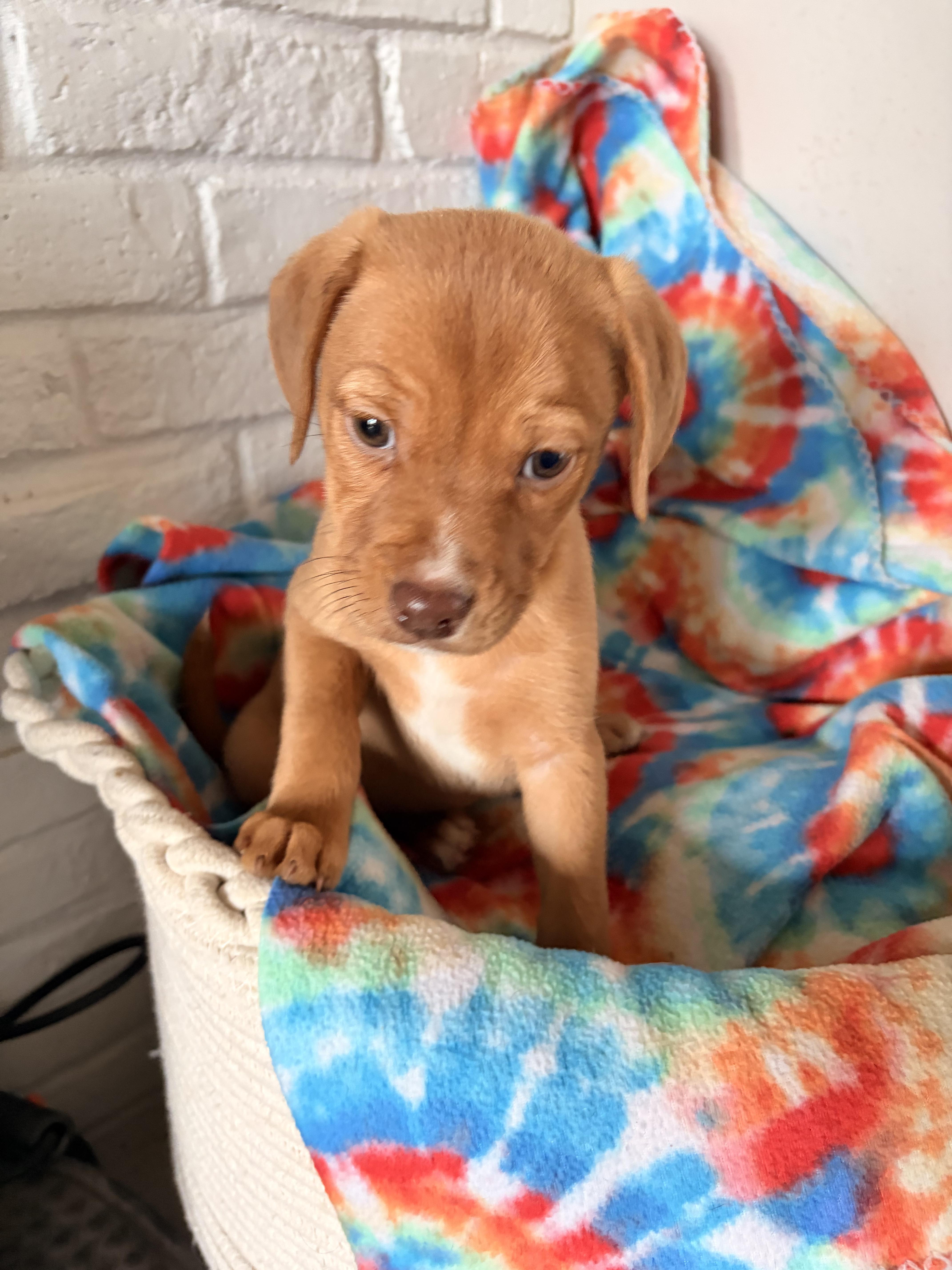 Enlarge Sage, a ADOPTABLE mixed breed in Byron, IL image 2/4