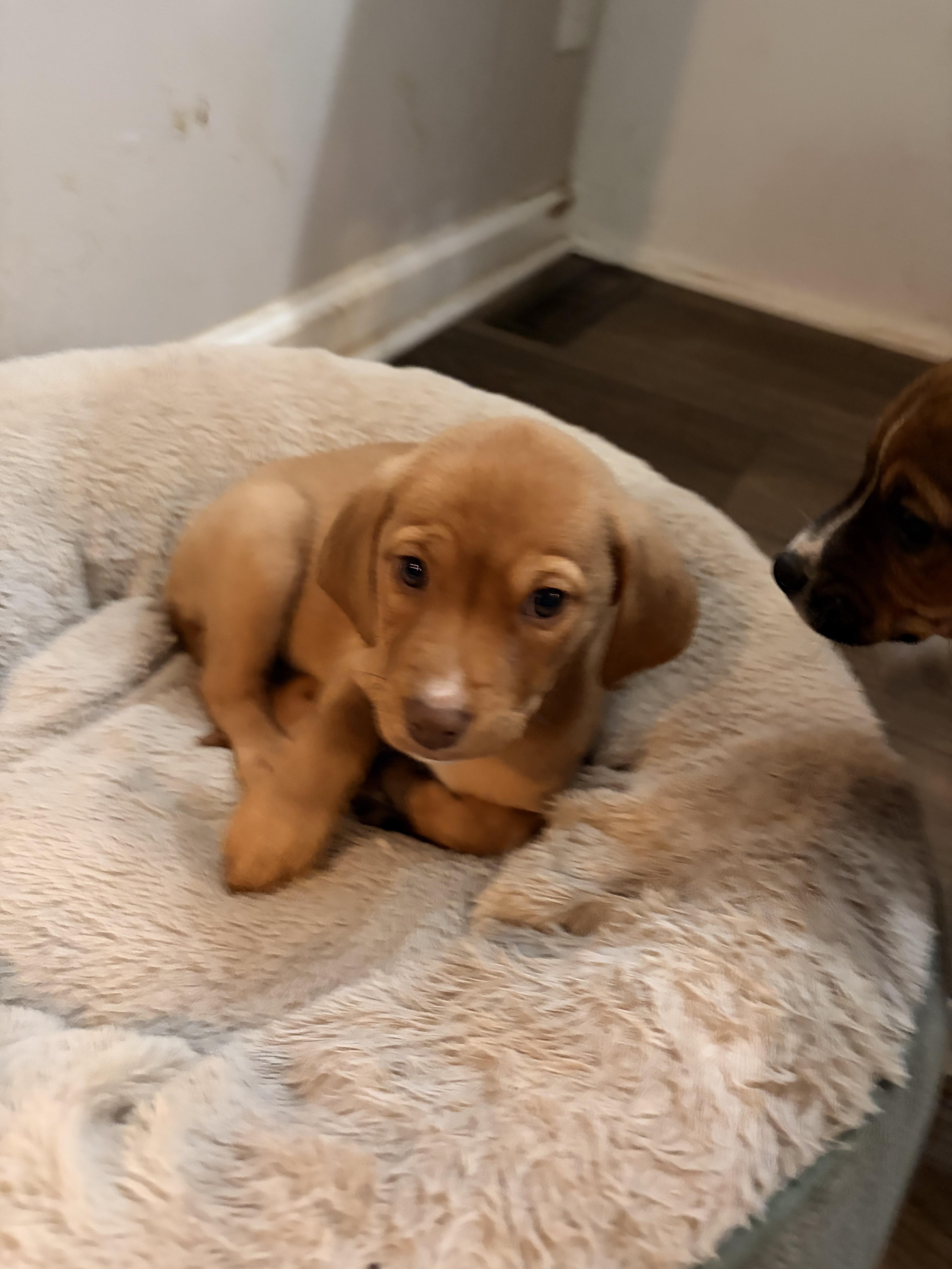 Enlarge Sage, a ADOPTABLE mixed breed in Byron, IL image 4/4