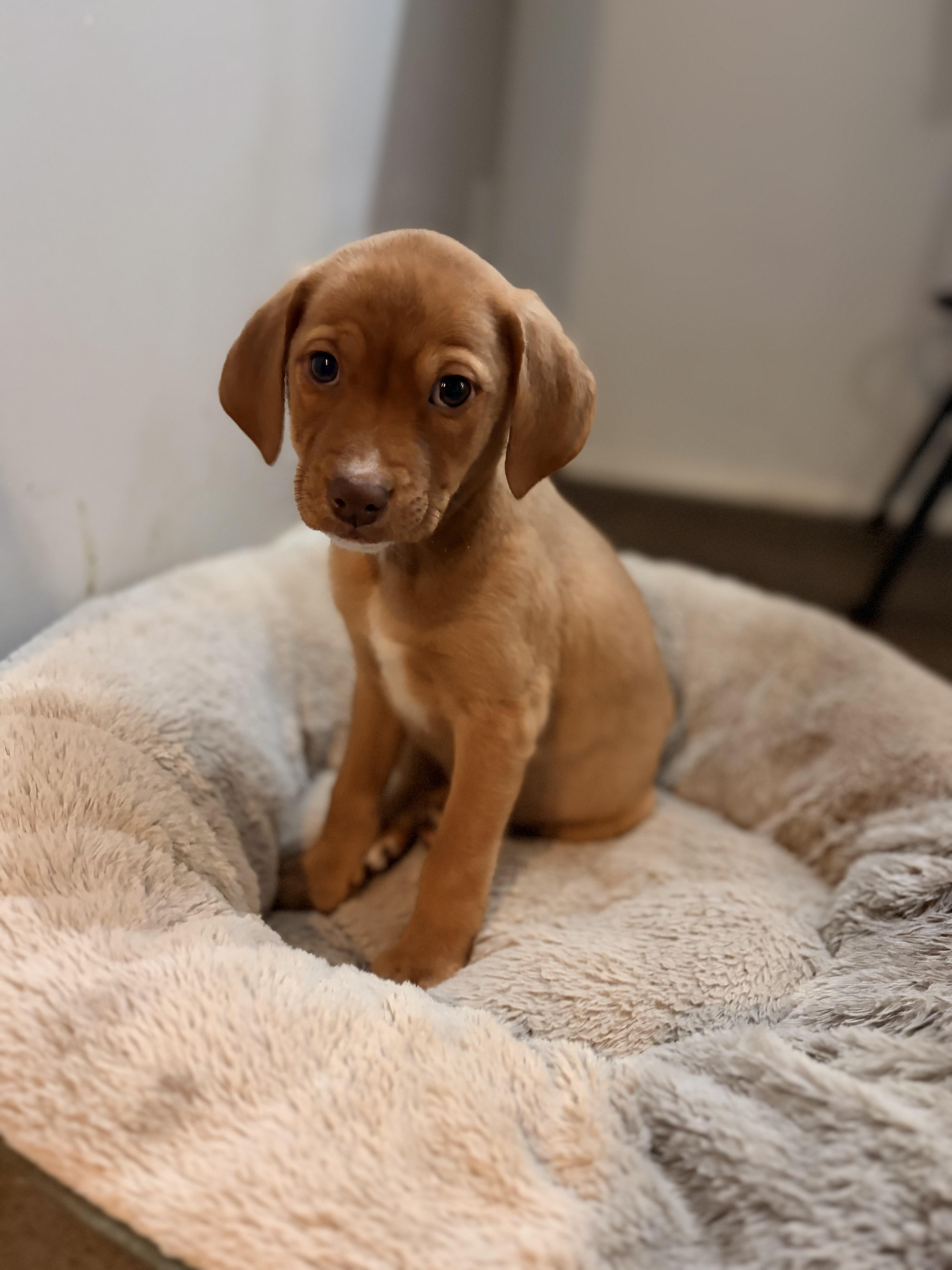 Sage, ADOPTABLE, Puppy Female Beagle.