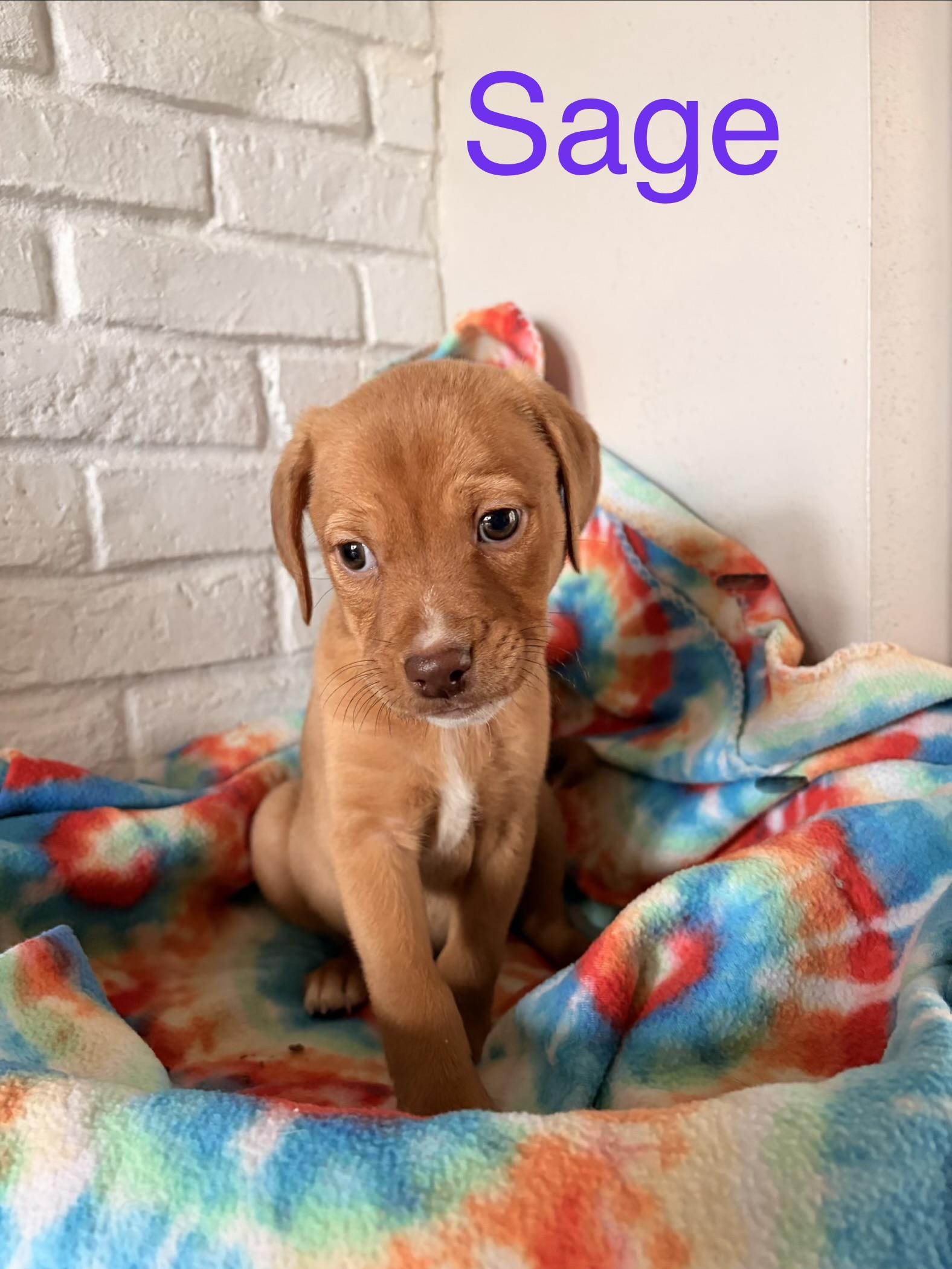 Enlarge Sage, a ADOPTABLE mixed breed in Byron, IL image 3/4