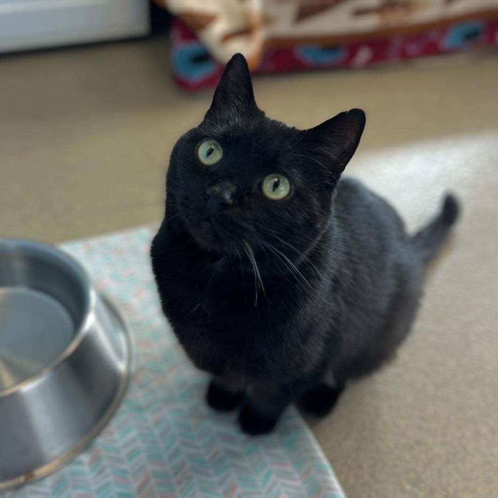 Tiny — thumbnail 2