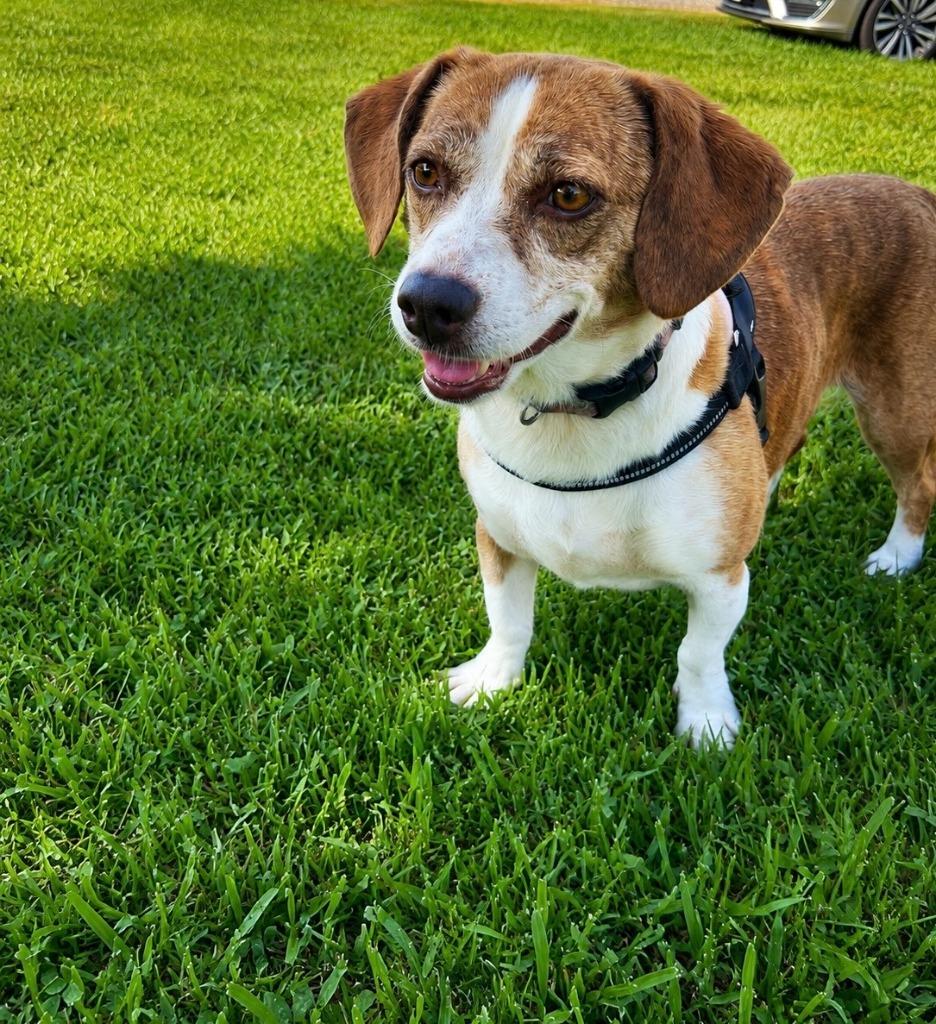 Enlarge Hazel, a Adopted Beagle in Centralia, IL image 1/1