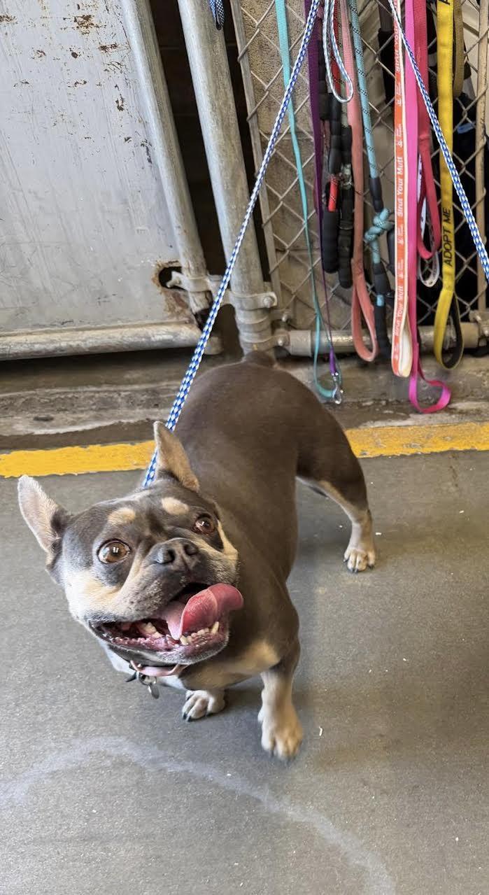 Enlarge Betty, an adopted French Bulldog in Oakdale, CA image 1/1