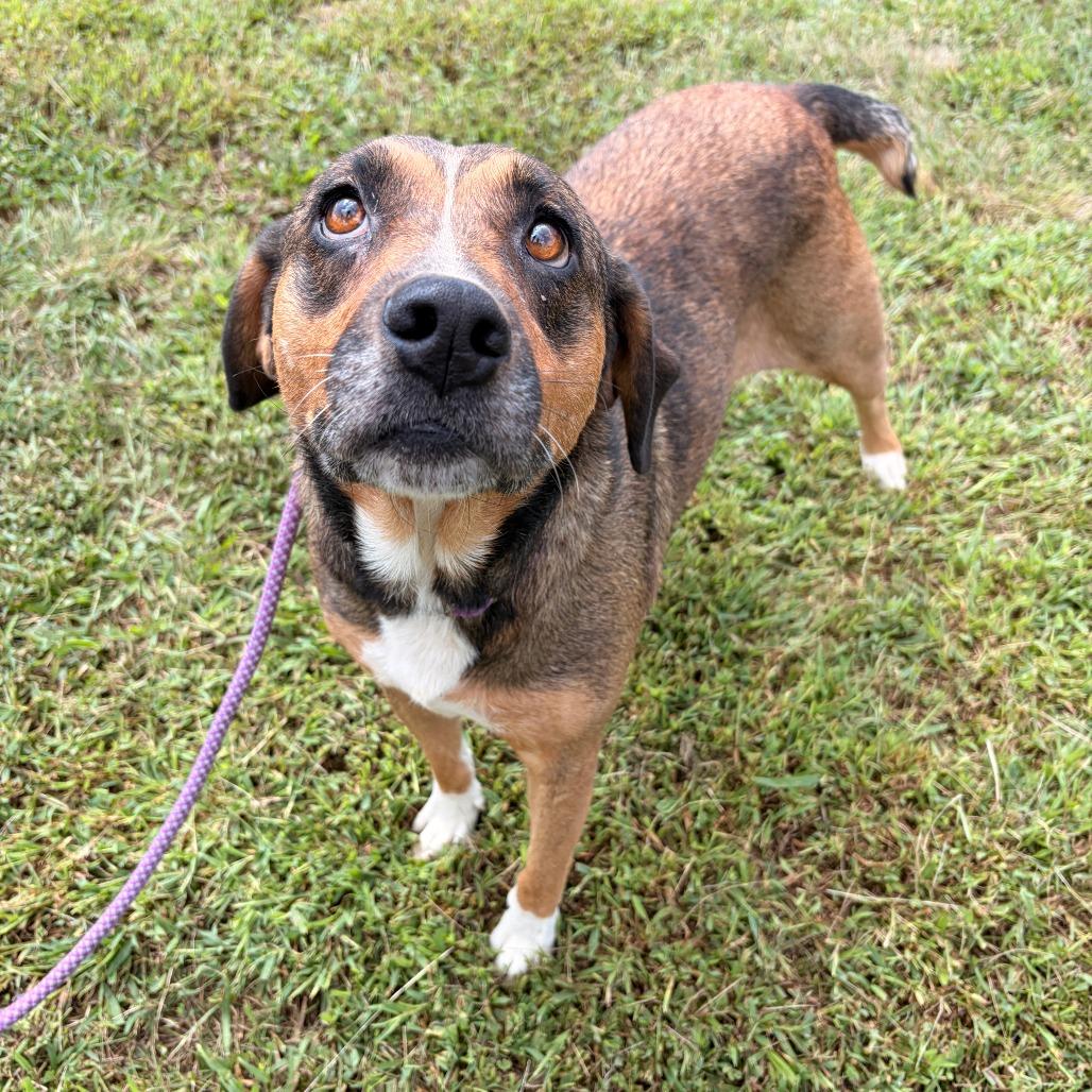 Rose, Adoptable, Adult Female German Shepherd Dog & Cattle Dog.
