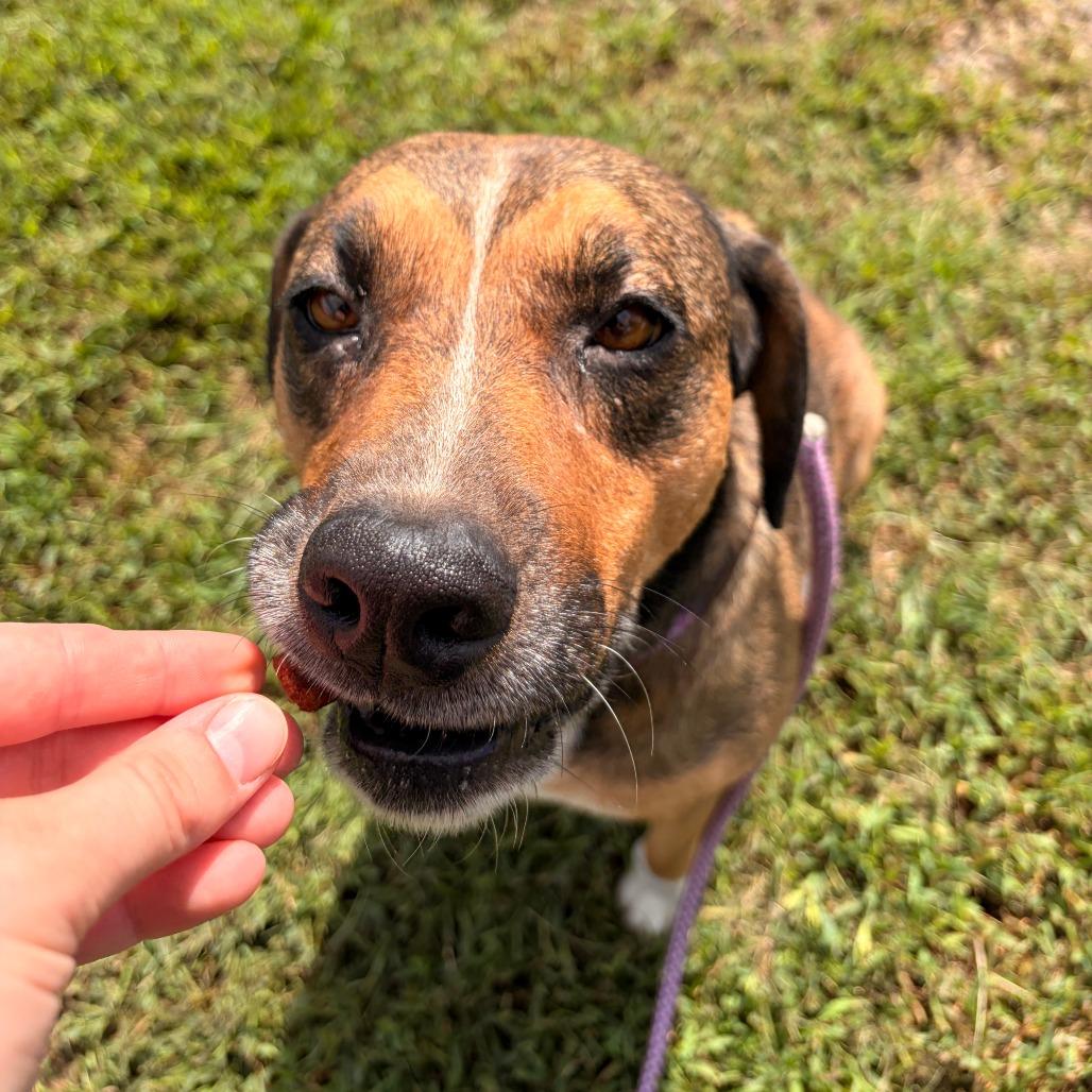 Enlarge Rose, a Adoptable mixed breed in Franklin, NC image 2/5