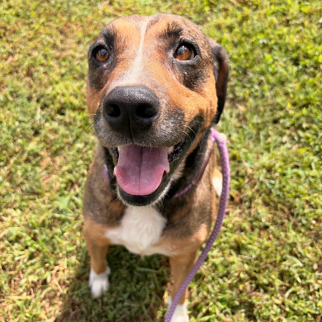 Enlarge Rose, a Adoptable mixed breed in Franklin, NC image 3/5
