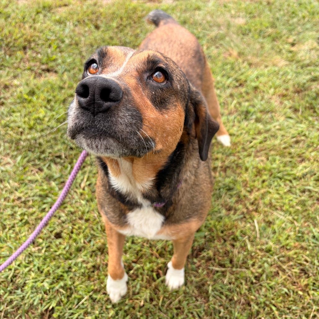 Enlarge Rose, a Adoptable mixed breed in Franklin, NC image 4/5