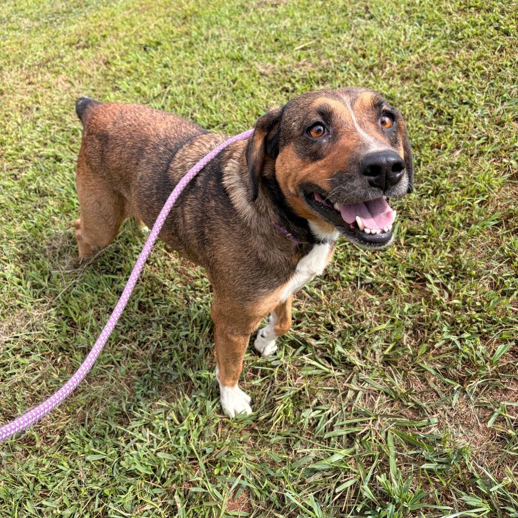 Enlarge Rose, a Adoptable mixed breed in Franklin, NC image 5/5