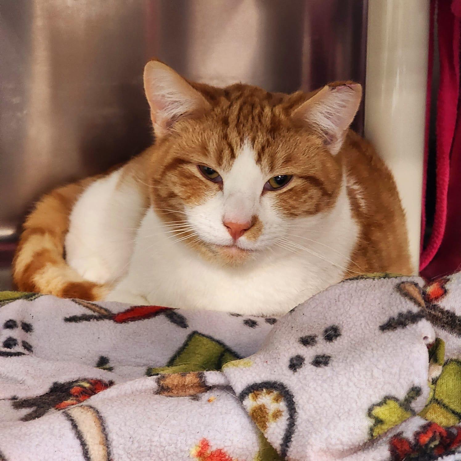 Diamond, an adoptable American Shorthair in Woodinville, WA, 98072 | Photo Image 1