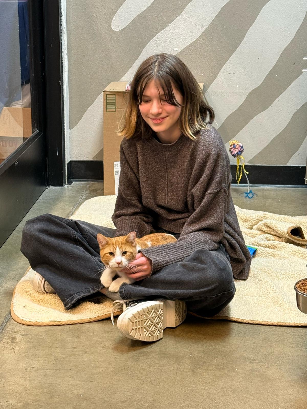 Diamond, an adoptable American Shorthair in Woodinville, WA, 98072 | Photo Image 5