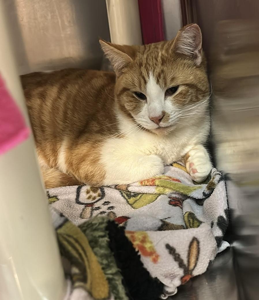 Diamond, an adoptable American Shorthair in Woodinville, WA, 98072 | Photo Image 2