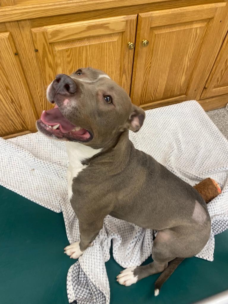 Enlarge Kiara, a Adoptable mixed breed in Findlay, OH image 1/5