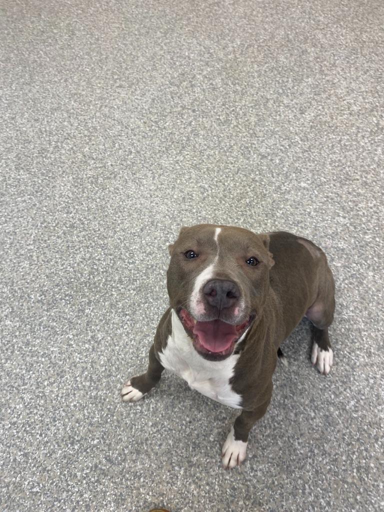 Enlarge Kiara, a Adoptable mixed breed in Findlay, OH image 2/5