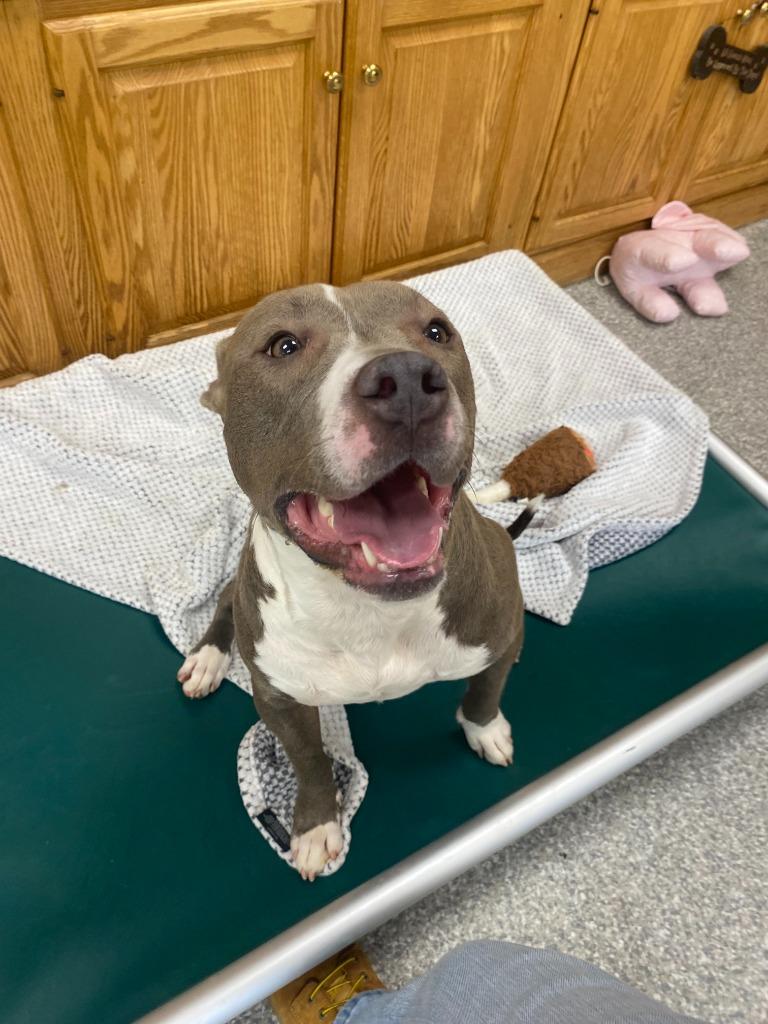 Enlarge Kiara, a Adoptable mixed breed in Findlay, OH image 3/5