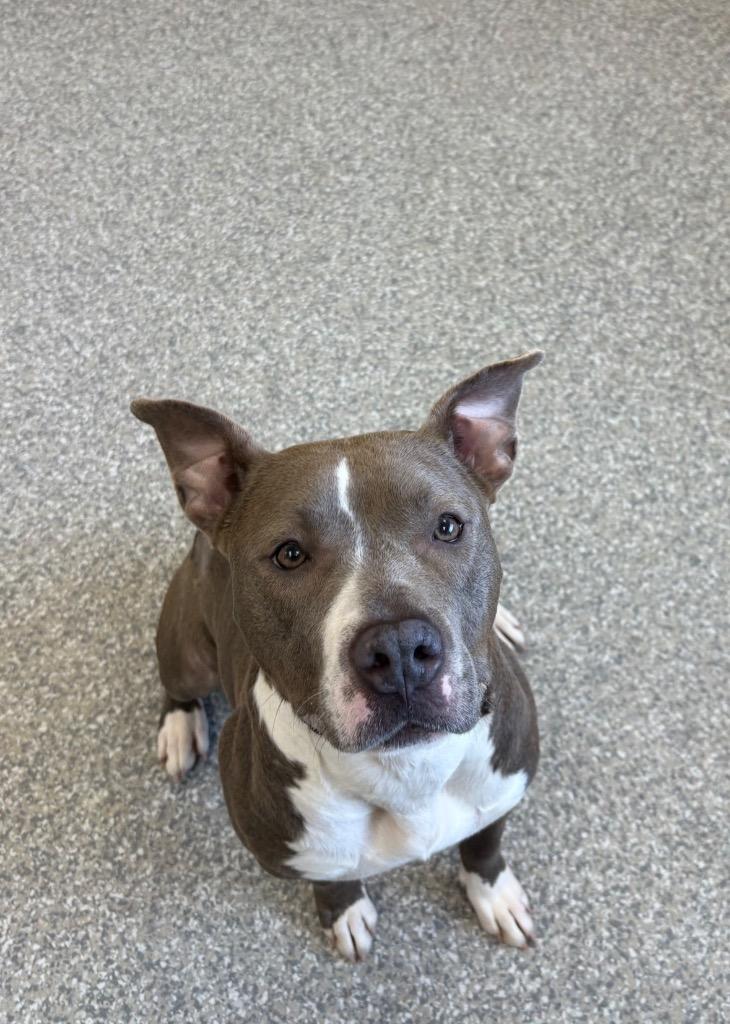 Enlarge Kiara, a Adoptable mixed breed in Findlay, OH image 4/6