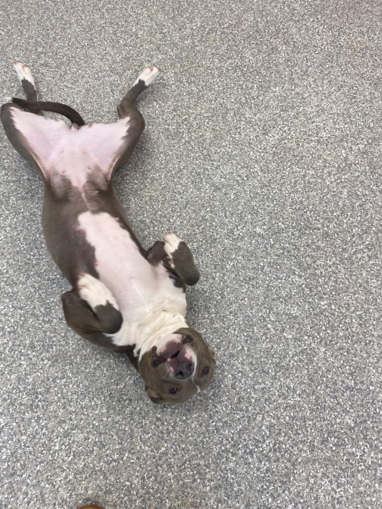 Enlarge Kiara, a Adoptable mixed breed in Findlay, OH image 5/5