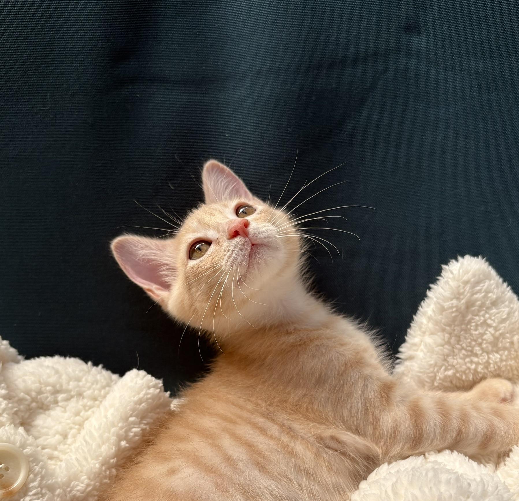 Pumpkin, a Adoptable Domestic Short Hair in Austin, TX image 6/6